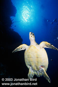 Hawksbill Sea turtle [Eretmochelys imbricata]