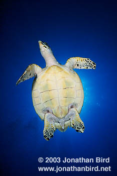 Hawksbill Sea turtle [Eretmochelys imbricata]