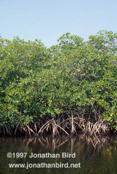 Miscellaneous Mangrove [--]