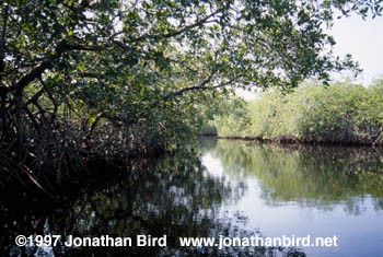 Miscellaneous Mangrove [--]