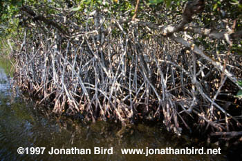 Miscellaneous Mangrove [--]