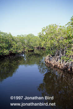 Miscellaneous Mangrove [--]