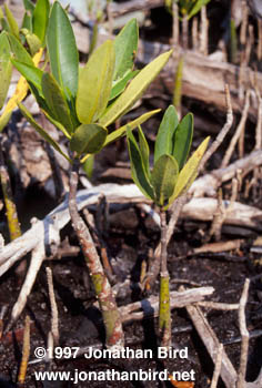 Black Mangrove [Avicennia germinans]