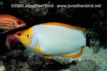 Masked Angelfish [Genicanthus personatus]