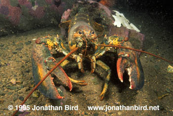 Northern Lobster [Homarus americanus]