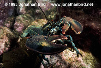 Northern Lobster [Homarus americanus]