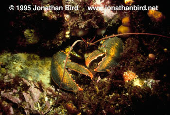 Northern Lobster [Homarus americanus]