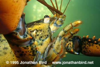 Northern Lobster [Homarus americanus]