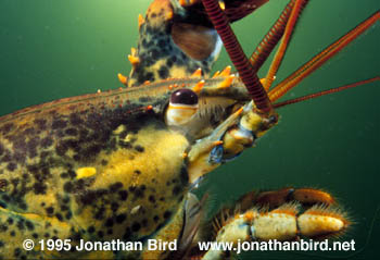 Northern Lobster [Homarus americanus]
