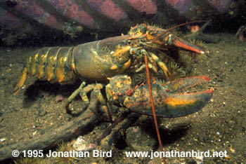 Northern Lobster [Homarus americanus]