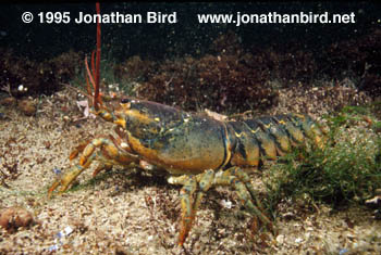 Northern Lobster [Homarus americanus]