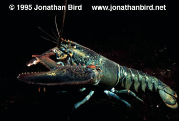 Northern Lobster [Homarus americanus]