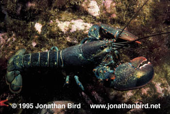 Northern Lobster [Homarus americanus]