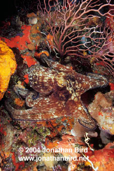 Common Octopus [Octopus vulgaris]