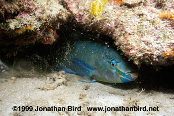 Queen Parrotfish [Scarus vetula]