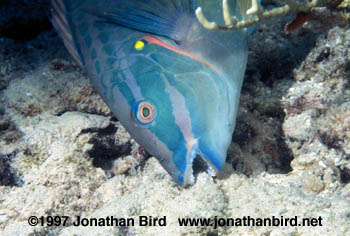 Stoplight Parrotfish [Sparisoma viride]