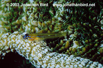 Peppermint Goby [Coryphopterus lipernes]