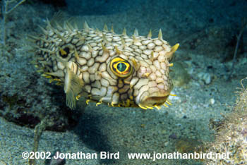 Web Burrfish [Chilomycterus antillarum]