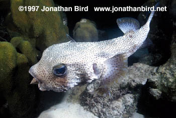 Porcupine Fish [Diodon hystrix]