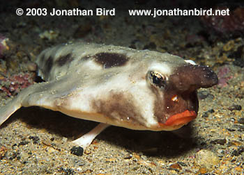 Red Lip Batfish [Ogcocephalus darwini]