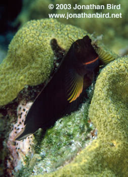 Redlip Blenny [Ophioblennius atlanticus]