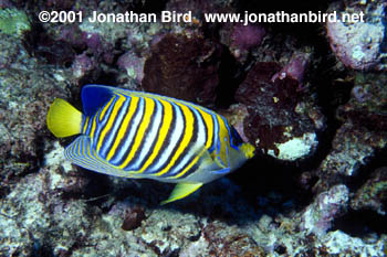 Regal Angelfish [Pygoplites diacanthus]