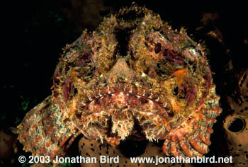 Spotted Scorpionfish [Scorpaena plumieri]