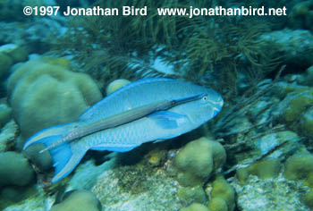 Trumpet Fish [Aulostomus maculatus]