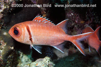 Blackbar Soldierfish [Myripristis jacobus]