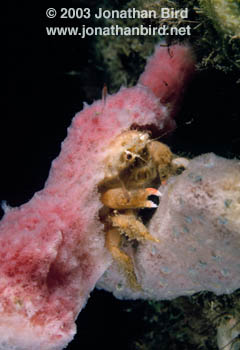 Sponge Crab [--]