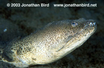 Spotted Spoon Nose Eel [Echiophis intertinctus]