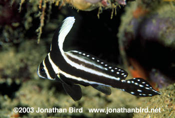 Spotted Drum Fish [Equetus punctatus]