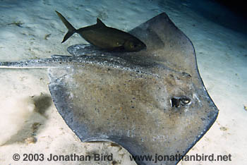 Southern Stingray [Dasyatis americana]