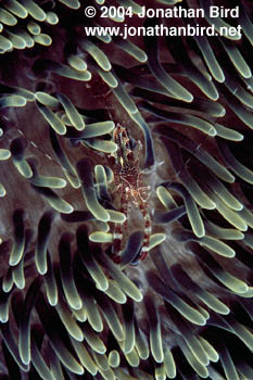Sun Anemone Shrimp [Periclimenes rathbunae]