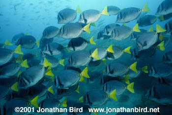 Yellowtailed Surgeonfish [Prionurus laticlavius]