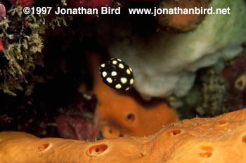 Smooth Trunkfish [Lactophrys triqueter]