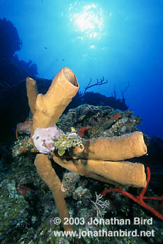 Tube Sponge [Agelas conifera]