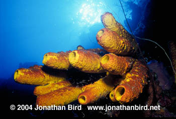 Yellow Tube Sponge [Aplysina fistularis]