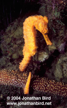 Longsnout Sea horse [Hippocampus reidi]