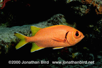 Yellowfin Soldierfish [Myripristis chryseres]