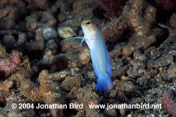 Yellowhead Jawfish [Opistognathus aurifrons]