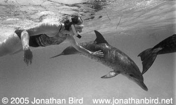 Atlantic Spotted Dolphin [Stenella frontalis]