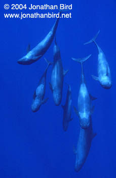 False Killer Whale [Pseudorca crassidens]