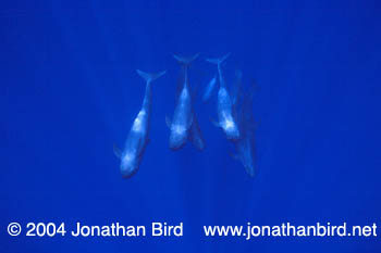 False Killer Whale [Pseudorca crassidens]