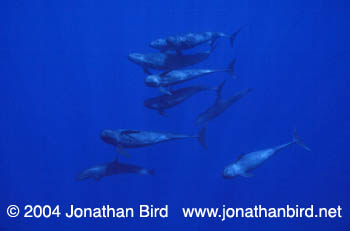 False Killer Whale [Pseudorca crassidens]