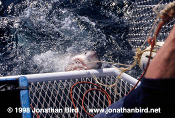 Great white Shark [Carcharodon carcharias]