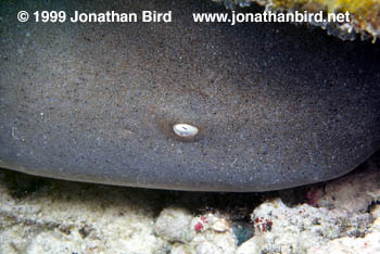 Nurse Shark [Ginglymostoma cirratum]