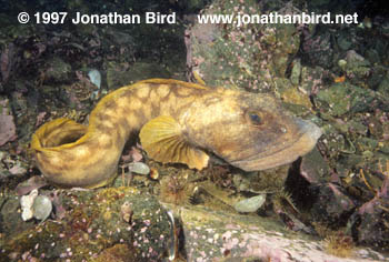 Ocean Pout [Macrozoarces americanus]