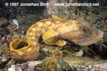 Ocean Pout [Macrozoarces americanus]