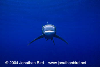 Oceanic White Tip Shark [Carcharhinus longimanus]